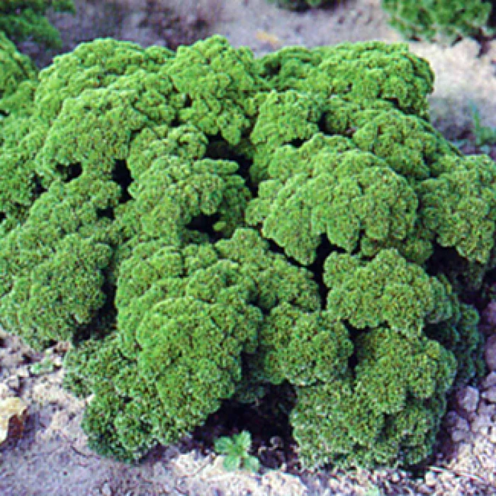 Parsley Moss Curled 1 Parsley Moss Curled