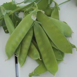 Mammoth Melting Sugar Pea