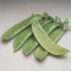 Oregon Giant Snow Pea