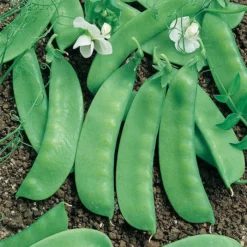 Avalanche Snow Pea