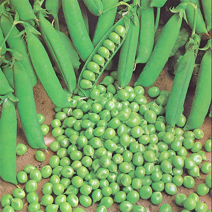 Green Arrow Garden Shelling Pea 1 Green Arrow Garden Shelling Pea