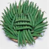 Maestro Garden Shelling Pea