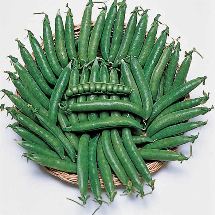 Maestro Garden Shelling Pea 1 Maestro Garden Shelling Pea