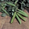 Progress No.9 Garden Shelling Pea