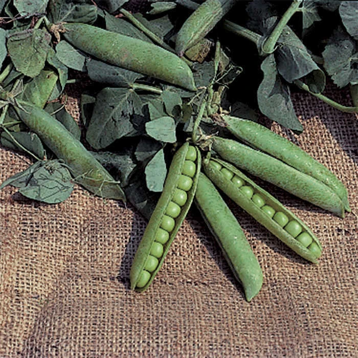 Progress No.9 Garden Shelling Pea 1 Progress No.9 Garden Shelling Pea