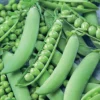 Strike Garden Shelling Pea