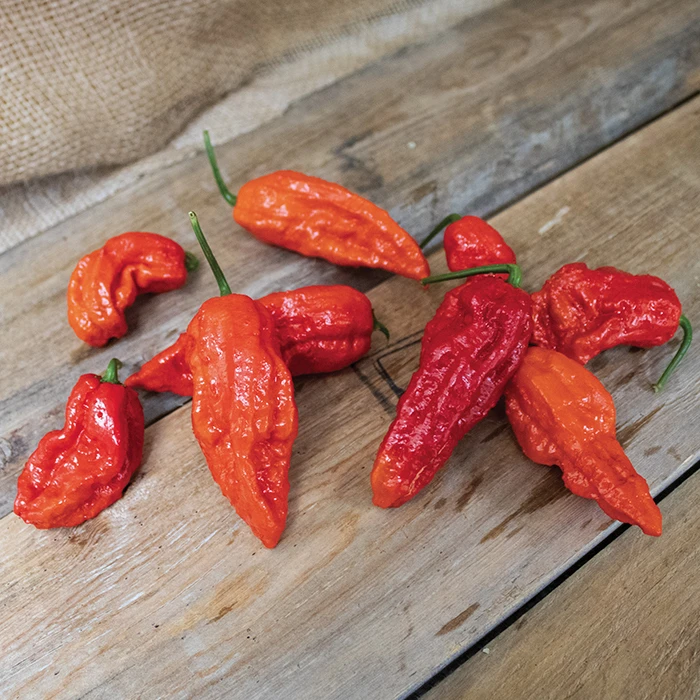 Bhut Jolokia Pepper 1 Bhut Jolokia Pepper