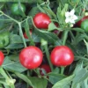 Topik Hybrid Pepper