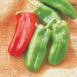 Giant Marconi Hybrid Pepper