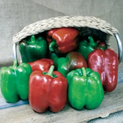 King Of The North Pepper