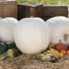 Polar Bear Hybrid Pumpkin