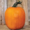 Jack-O-Lantern Pumpkin Offer