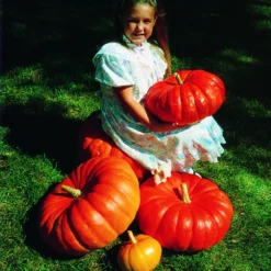 Maxima Rouge Vif D'Etampes Pumpkin