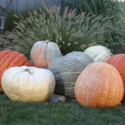 World Of Color Blend Pumpkin