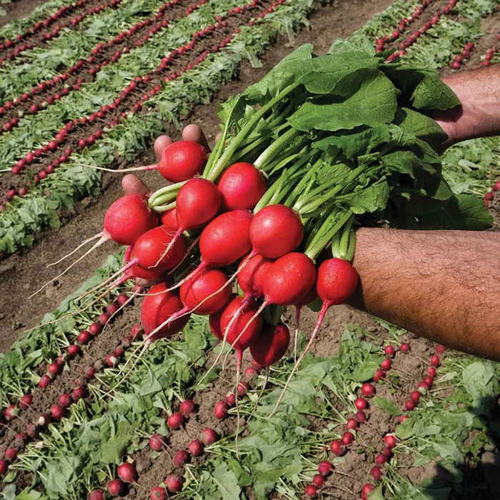 Rivoli Radish 1 Rivoli Radish