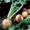 American Purple Top Rutabaga