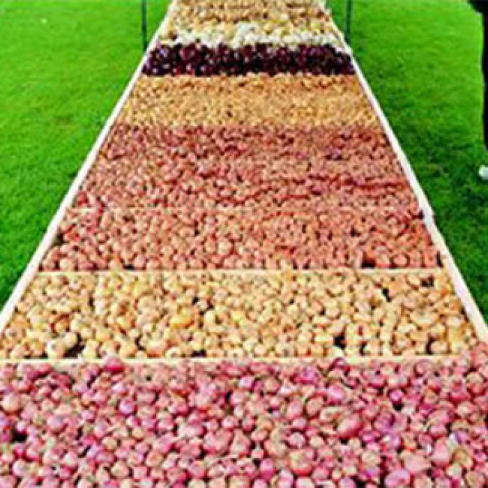 Hybrid Shallot Seed Mix 1 Hybrid Shallot Seed Mix