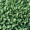Reflect Hybrid Spinach