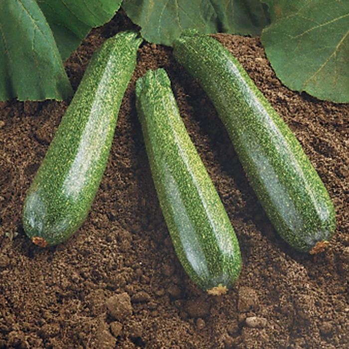 Spineless Beauty Hybrid Squash 1 Spineless Beauty Hybrid Squash