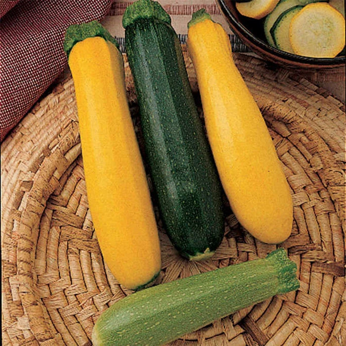 Jung Summer Medley Squash 1 Jung Summer Medley Squash