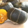 Maxima Bonbon Hybrid Winter Squash