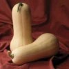 Atlas Hybrid Squash