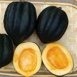Ebony Acorn Winter Squash