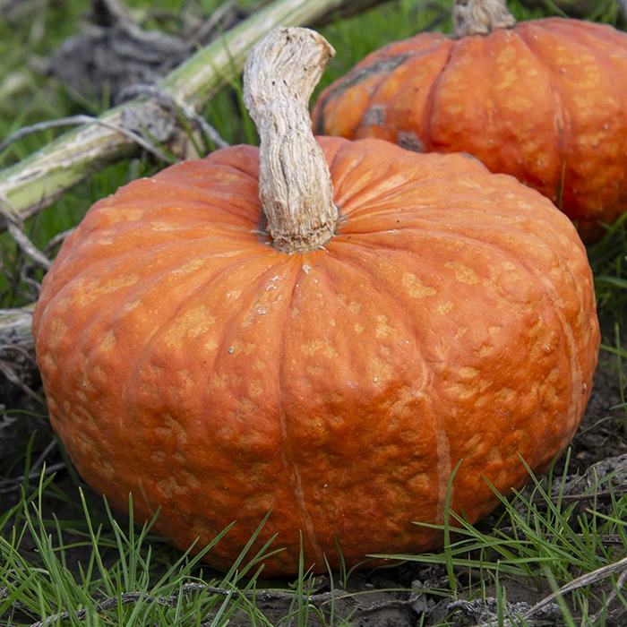 Maxima Mooregold Winter Squash 1 Maxima Mooregold Winter Squash