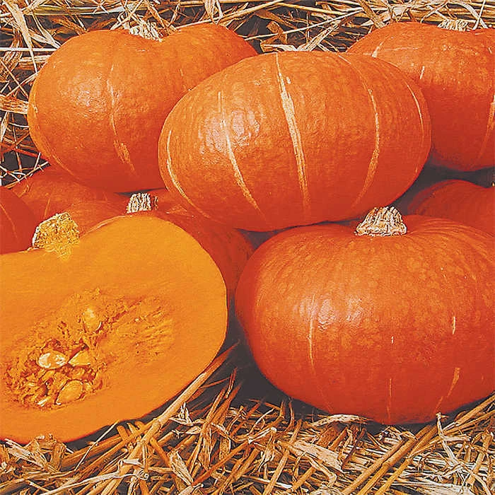 Maxima Sunshine Hybrid Winter Squash 1 Maxima Sunshine Hybrid Winter Squash