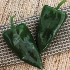 Trident Hybrid Poblano Pepper