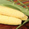 Bodacious RM Untreated Hybrid Sweet Corn
