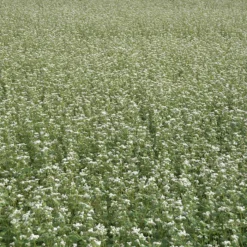 Buckwheat