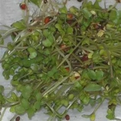 Broccoli Sprouting Seeds
