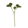 Broccoli Microgreens
