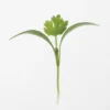 Monogerm Cilantro Microgreens