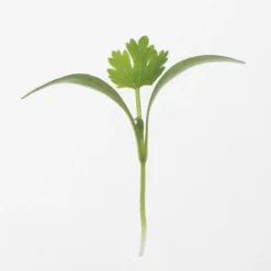 Monogerm Cilantro Microgreens