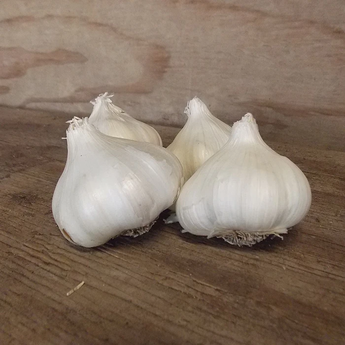 California White Garlic 1 California White Garlic