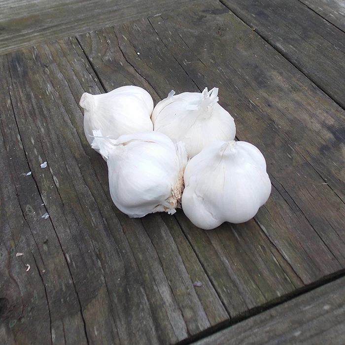 Silver Rose Garlic 1 Silver Rose Garlic