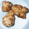Jerusalem Artichoke Tubers