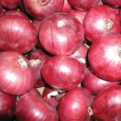 Red Candy Apple Onion Plants