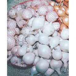 White Onion Sets