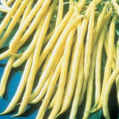 Rocdor Organic Bean Seed