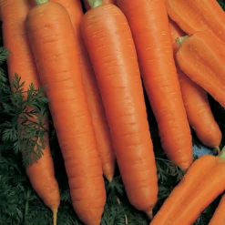 Napoli Organic Hybrid Carrot