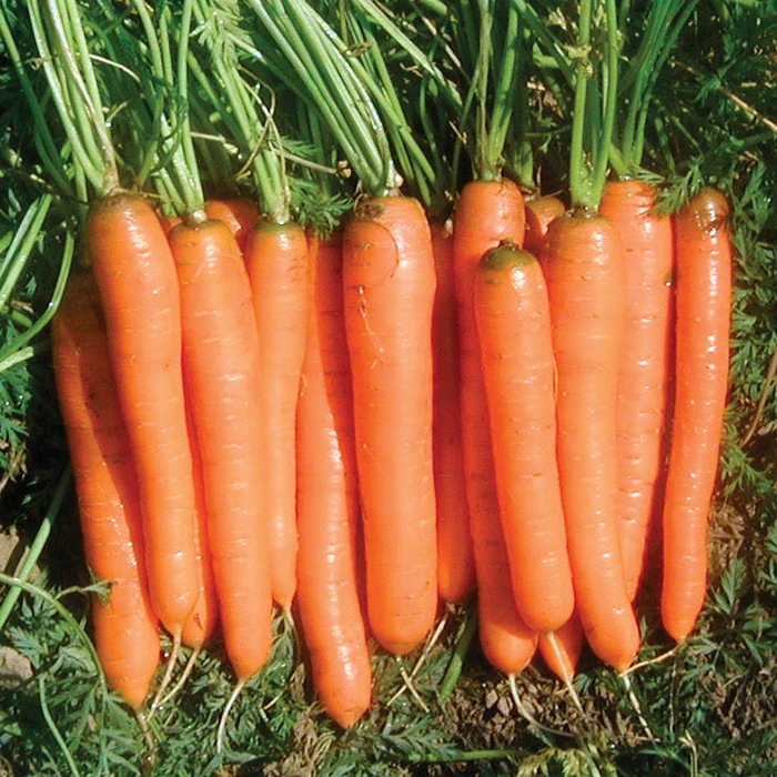 Yaya Organic Hybrid Carrot 1 Yaya Organic Hybrid Carrot