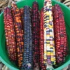 Organic Painted Mountain Ornamental Corn