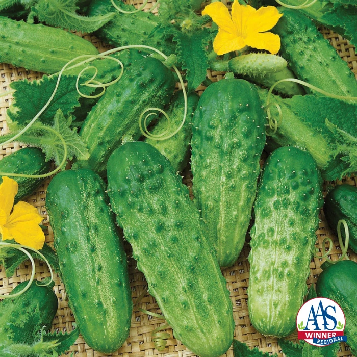 Organic Pick A Bushel Hybrid Cucumber 1 Organic Pick A Bushel Hybrid Cucumber