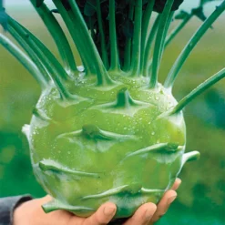Organic Kossak Hybrid Kohlrabi
