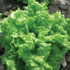 Black Seeded Simpson Organic Lettuce