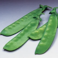 Oregon Giant Organic Snow Pea