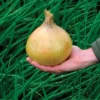Organic Ailsa Craig Onion